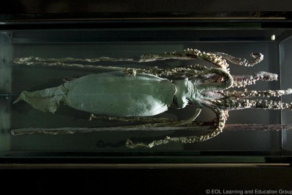 Kraken зеркало супернет