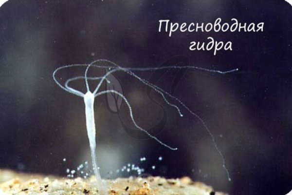 Kraken супернет что это