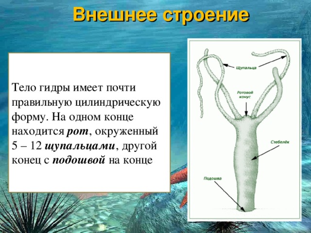 Кракен ссылка рп